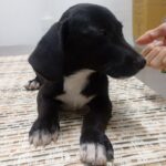 AGUAPA promove Feira de Adoção de Animais em Guaramirim