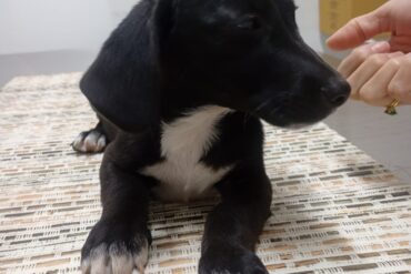 AGUAPA promove Feira de Adoção de Animais em Guaramirim