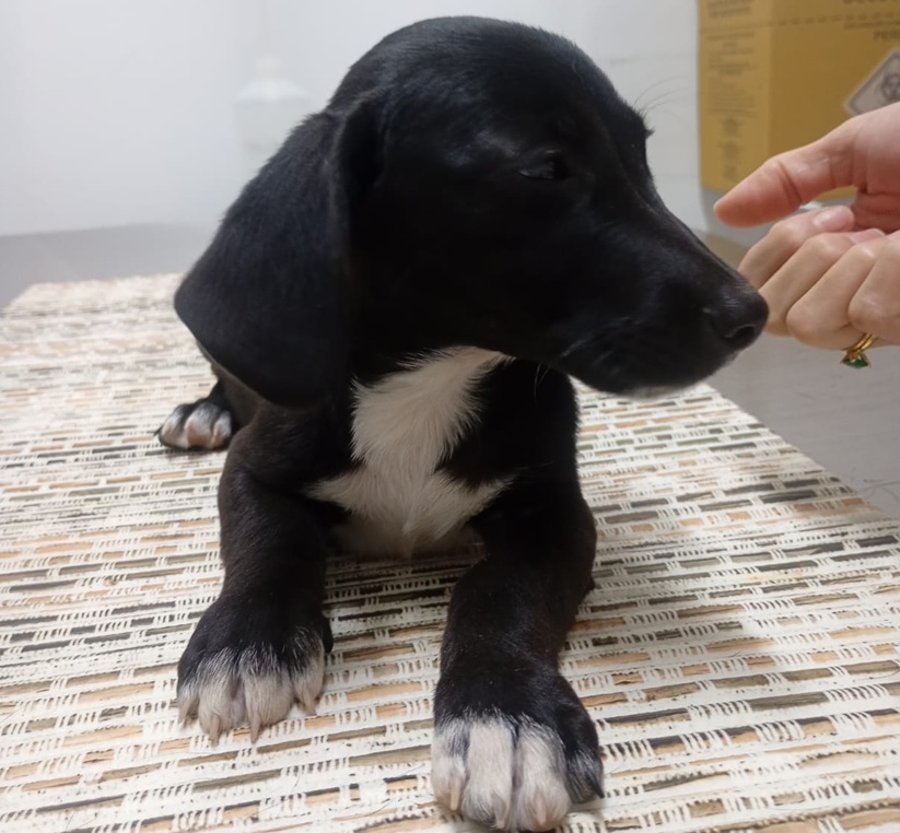 AGUAPA promove Feira de Adoção de Animais em Guaramirim